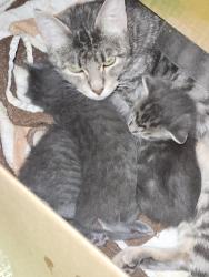 Lost Male Cat last seen In the yard. He never left yard. , Graham, WA 98338