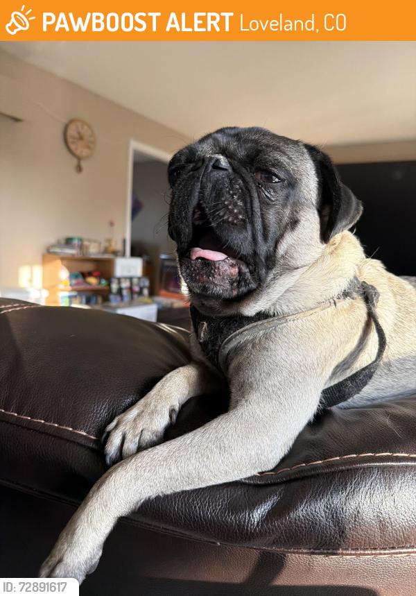Found/Stray Male Dog last seen Monroe and 57th, Loveland, CO 80538