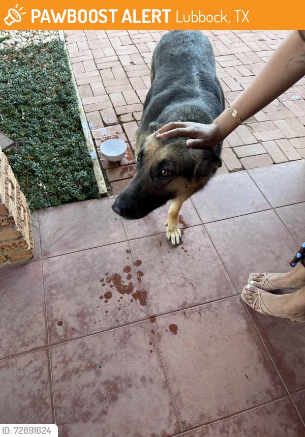 Found/Stray Female Dog last seen 55& Memphis , Lubbock, TX 79413