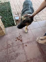 Found/Stray Female Dog last seen 55& Memphis , Lubbock, TX 79413