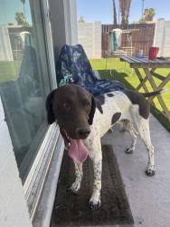 Found/Stray Male Dog last seen Elliot & Dobson, Chandler, AZ 85224