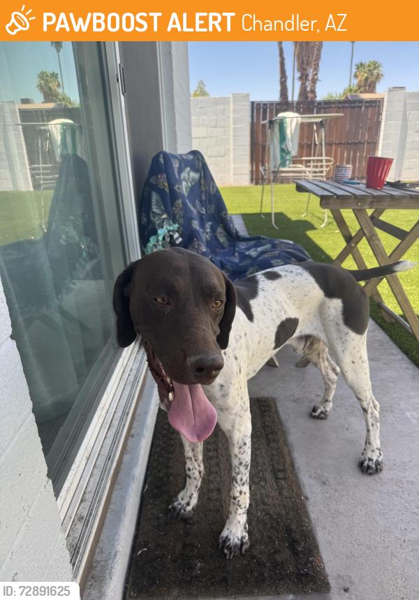 Found/Stray Male Dog last seen Elliot & Dobson, Chandler, AZ 85224