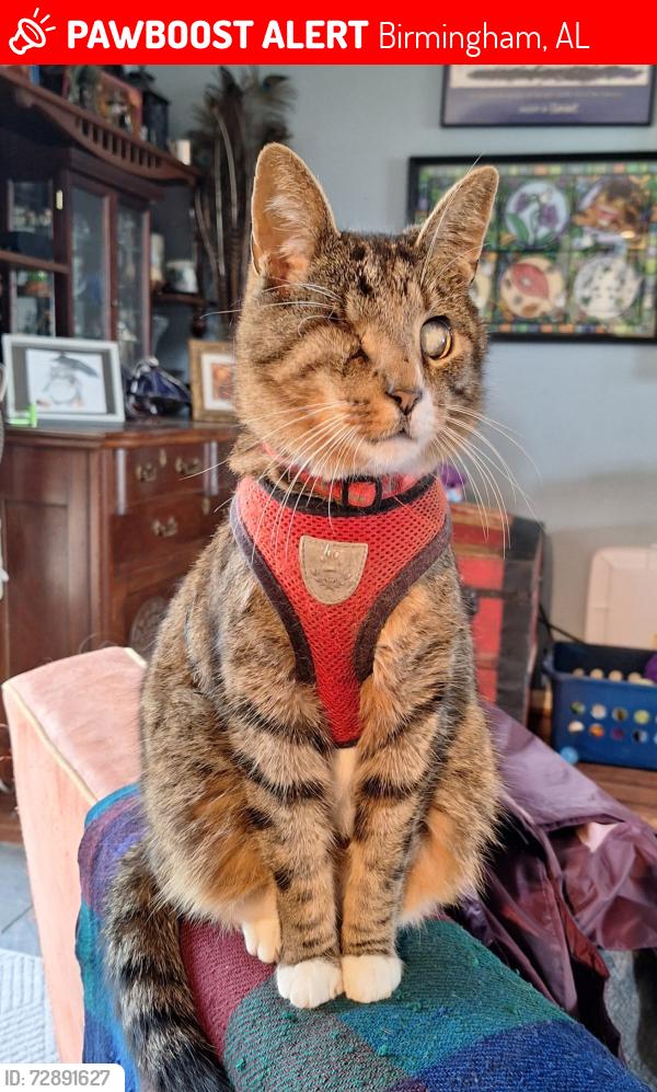 Lost Male Cat last seen Near Naves Drive, Birmingham, AL 35210