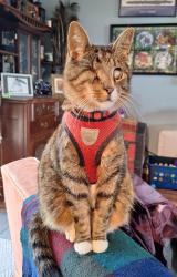 Lost Male Cat last seen Near Naves Drive, Birmingham, AL 35210