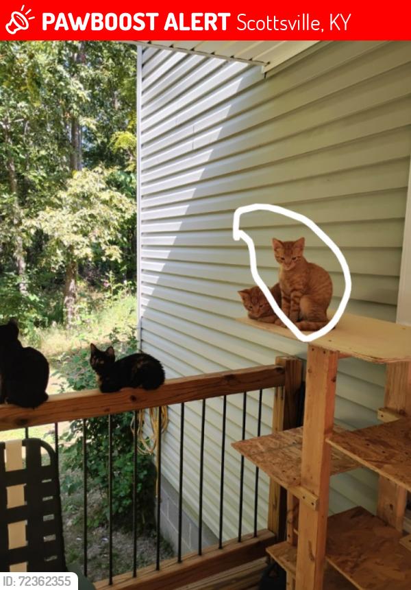 Lost Male Cat last seen Burnley Rd Scottsville Kentucky , Scottsville, KY 42164
