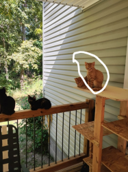 Lost Male Cat last seen Burnley Rd Scottsville Kentucky , Scottsville, KY 42164