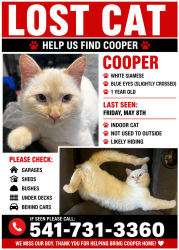 Lost Male Cat last seen Fox Hollow, Eugene, OR 97405