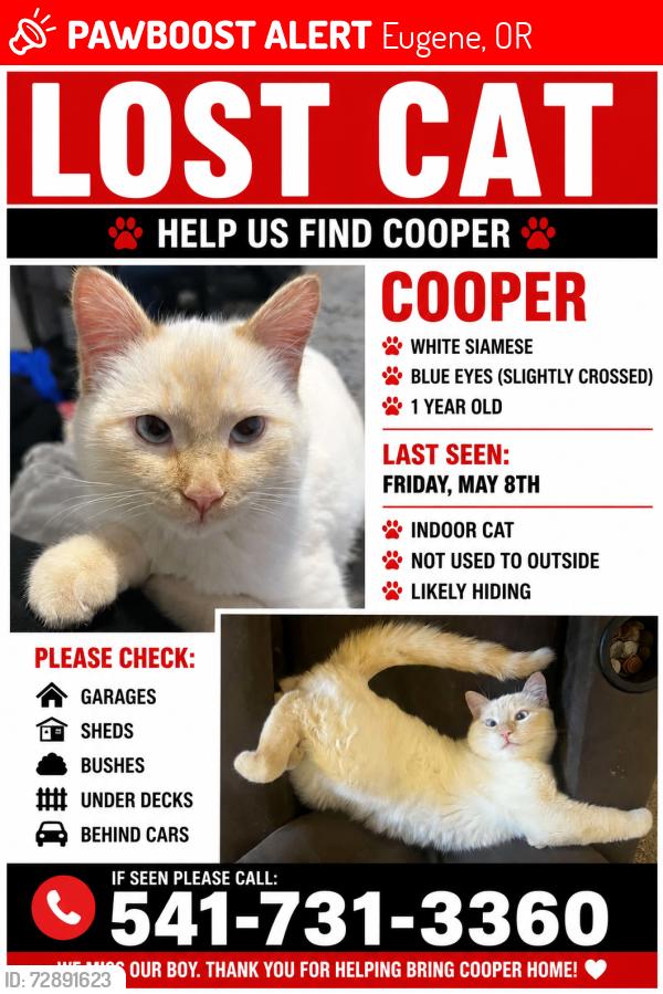 Lost Male Cat last seen Fox Hollow, Eugene, OR 97405