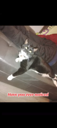 Lost Male Cat last seen South Greeley hwy, Cheyenne, WY 82007