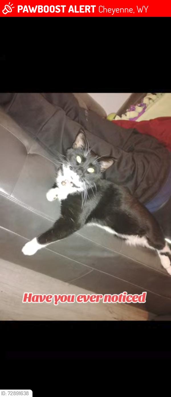 Lost Male Cat last seen South Greeley hwy, Cheyenne, WY 82007