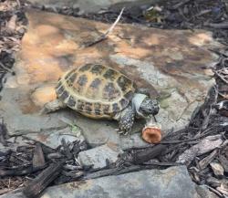 Reunited Male Reptile last seen Vista verde Dr, Arlington, TX, 76017, Arlington, TX 76017