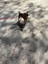 Lost Female Dog last seen Westgate Mobile Home Park , Largo, FL 33770