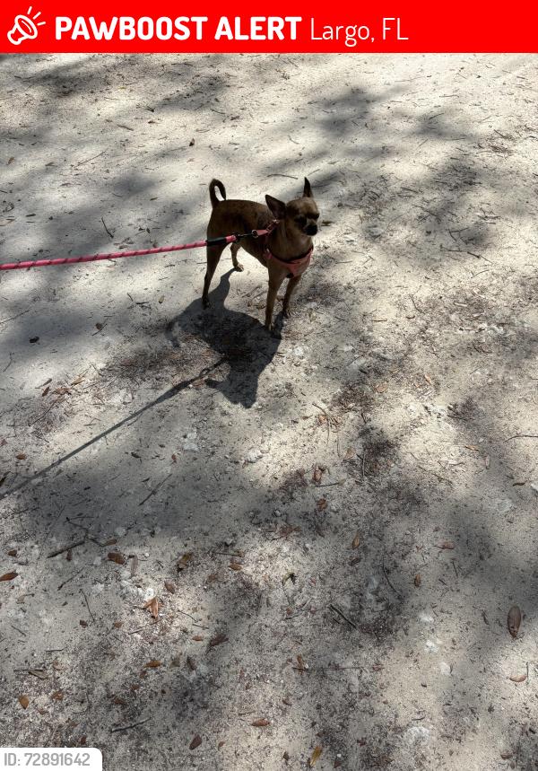 Lost Female Dog last seen Westgate Mobile Home Park , Largo, FL 33770