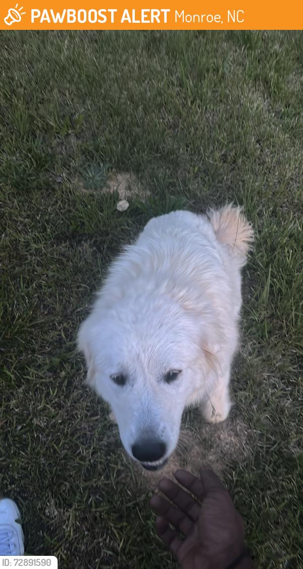 Found/Stray Unknown Dog last seen Goldmine Rd, Monroe, NC 28112