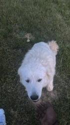 Found/Stray Unknown Dog last seen Goldmine Rd, Monroe, NC 28112