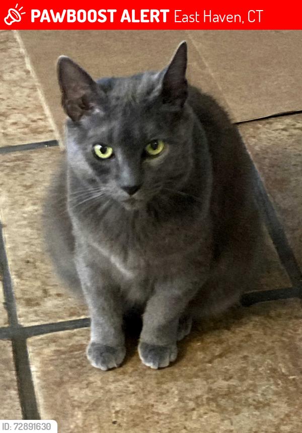 Lost Female Cat last seen Silver Sands, Minor Road, East Haven, CT 06512