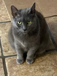 Lost Female Cat last seen Silver Sands, Minor Road, East Haven, CT 06512
