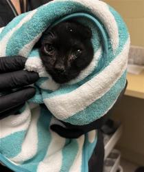 Shelter Stray Female Cat last seen RICHARDS BLVD & N 7TH ST, Sacramento, CA 95818