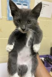 Shelter Stray Male Cat last seen RIVER PLAZA DR & OAK HARBOUR DR, Sacramento, CA 95818
