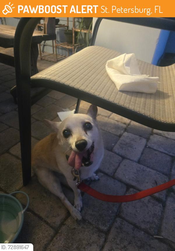Found/Stray Female Dog last seen 3rd ave south and 51st st, St. Petersburg, FL 33707