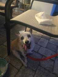 Found/Stray Female Dog last seen 3rd ave south and 51st st, St. Petersburg, FL 33707