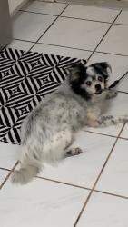 Reunited Male Dog last seen In the neighborhood behind smash fitness on del prado, Cape Coral, FL 33990