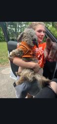 Found/Stray Male Dog last seen Stagecoach Rd Rex Ga, Rex, GA 30273