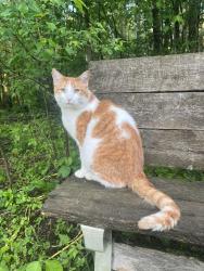 Lost Male Cat last seen Logtown and funk road, Lena, WI 54139