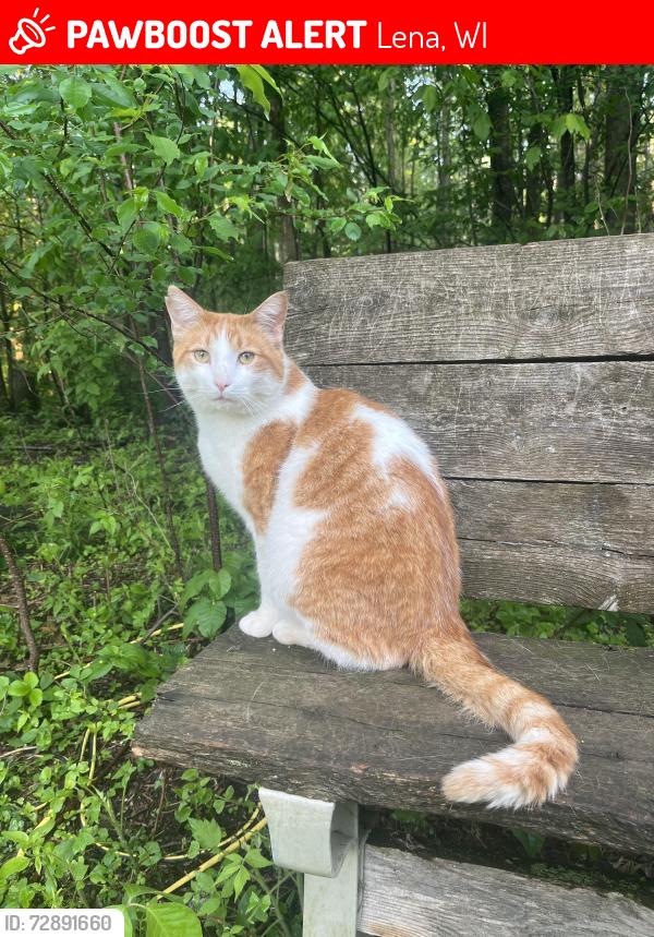Lost Male Cat last seen Logtown and funk road, Lena, WI 54139
