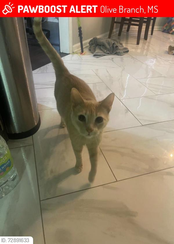 Lost Male Cat last seen Hummingbird Drive, Blue bird Ln , Olive Branch, MS 38654