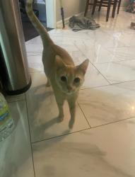 Lost Male Cat last seen Hummingbird Drive, Blue bird Ln , Olive Branch, MS 38654