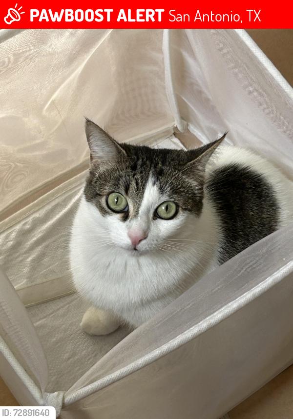 Lost Female Cat last seen Flores, San Antonio, TX 78201