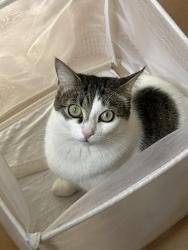 Lost Female Cat last seen Flores, San Antonio, TX 78201