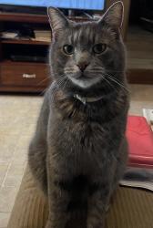 Lost Male Cat last seen Brown Rd , Bridgewater, NJ 08807