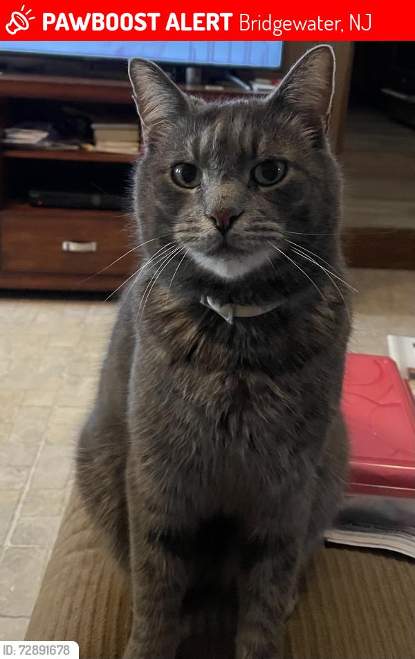 Lost Male Cat last seen Brown Rd , Bridgewater, NJ 08807