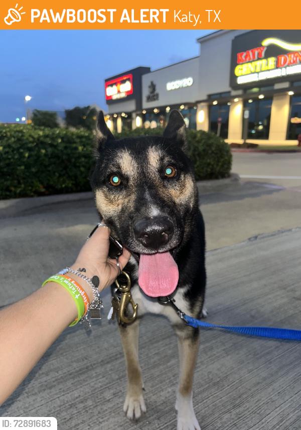Found/Stray Male Dog last seen Provincial and Mason Road, Katy, TX 77450