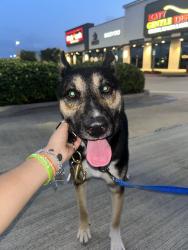 Found/Stray Male Dog last seen Provincial and Mason Road, Katy, TX 77450