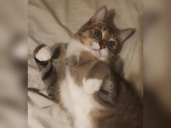 Lost Male Cat last seen Near Horseshoe Dr. Paddocks neighborhood in Walden lake, Plant City, FL 33566