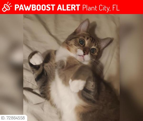 Lost Male Cat last seen Near Horseshoe Dr. Paddocks neighborhood in Walden lake, Plant City, FL 33566