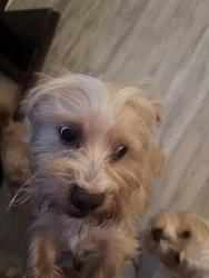 Reunited Male Dog last seen Carolina & Michigan Bonita Springs , FL 34135 , Bonita Springs, FL 34135