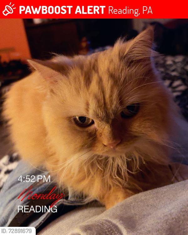 Lost Female Cat last seen 8th street, Reading, PA 19602