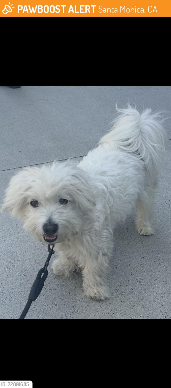 Found/Stray Unknown Dog last seen Third street Promenade Santa Monica, Santa Monica, CA 90401