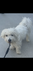 Found/Stray Unknown Dog last seen Third street Promenade Santa Monica, Santa Monica, CA 90401