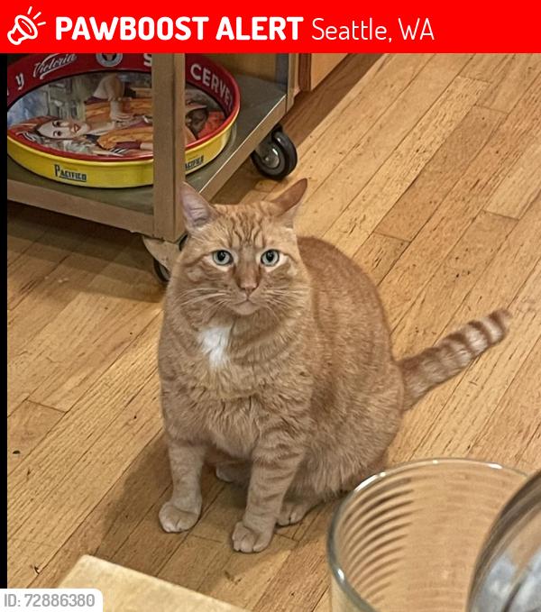 Lost Male Cat last seen 20th ave NE, Victory Heights, Seattle, WA 98125