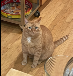 Lost Male Cat last seen 20th ave NE, Victory Heights, Seattle, WA 98125