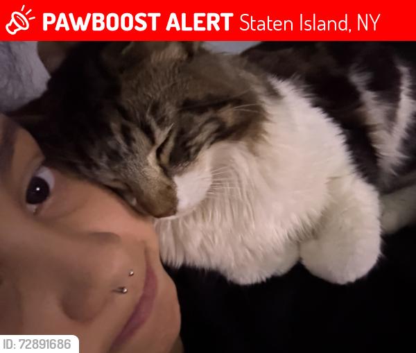 Lost Male Cat last seen Lee ave, Staten Island, NY 10307