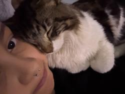 Lost Male Cat last seen Lee ave, Staten Island, NY 10307