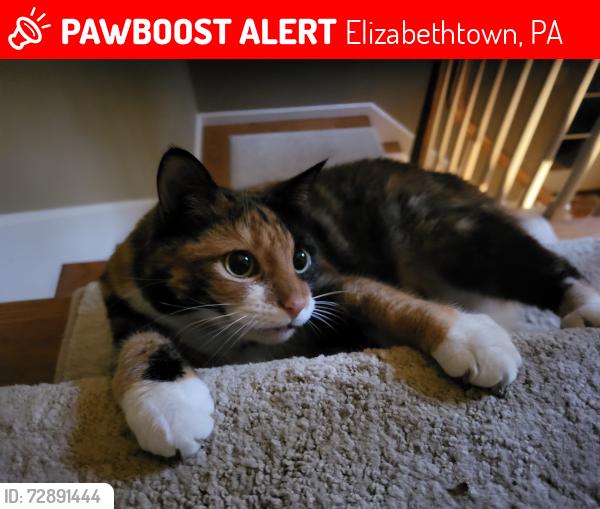 Lost Female Cat last seen left the hse in our neighborhood-- Elizabethtown, PA, Elizabethtown, PA 17022