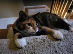 Lost Female Cat last seen left the hse in our neighborhood-- Elizabethtown, PA, Elizabethtown, PA 17022