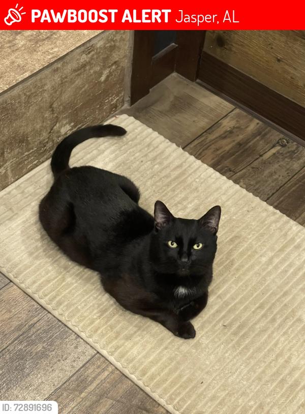 Lost Male Cat last seen Ice house west ( Gas station) , Jasper, AL 35501